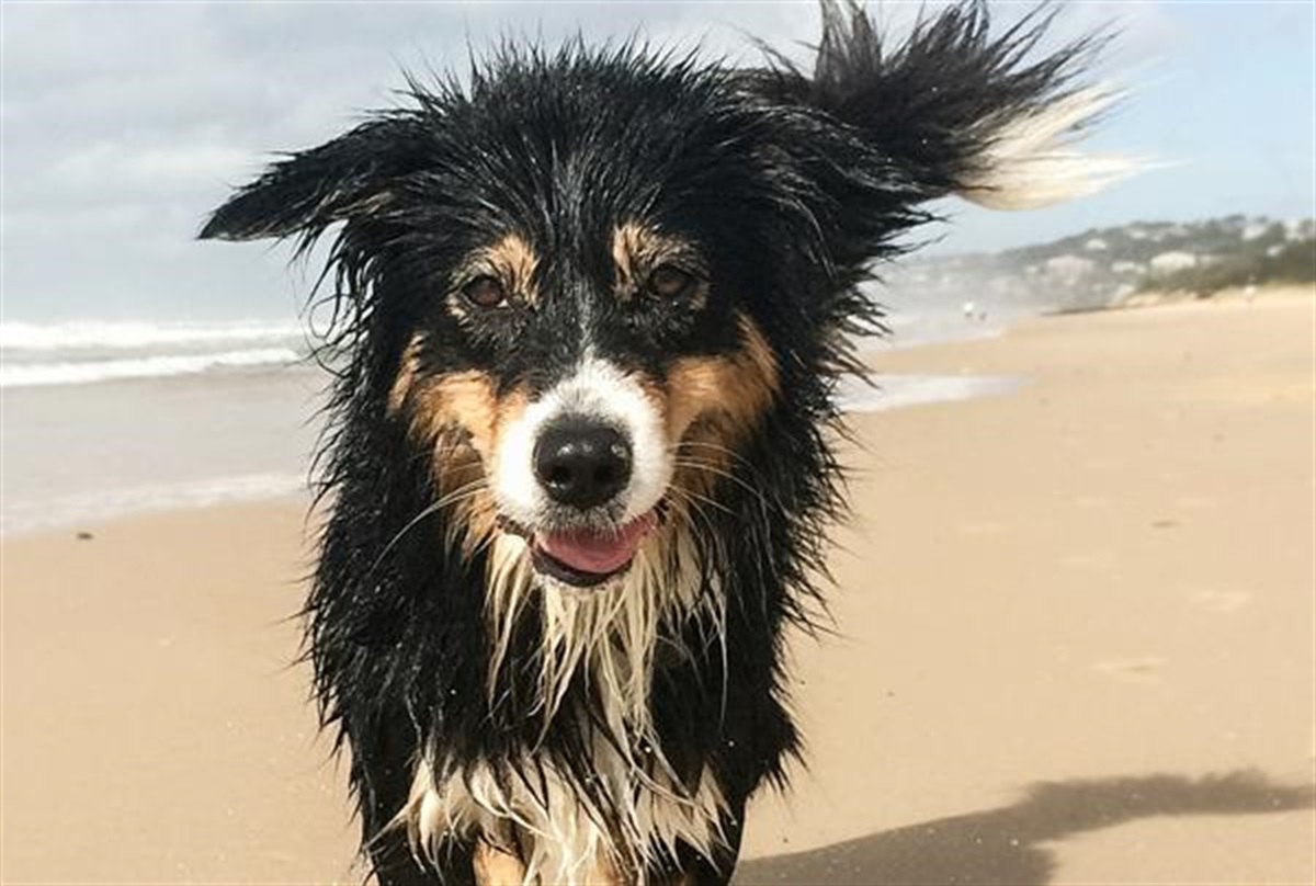 heat-stress-in-animals-bland-shire-council